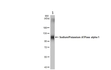 Western blot - Anti-Sodium Potassium ATPase alpha 1 antibody [HL114] - Plasma Membrane Control - BSA & Azide free (AB308329)