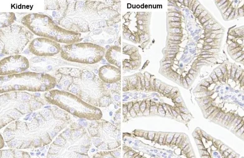 Immunohistochemistry (Formalin/PFA-fixed paraffin-embedded sections) - Anti-Sodium Potassium ATPase alpha 1 antibody [HL114] - Plasma Membrane Loading Control (AB308329), expandable thumbnail