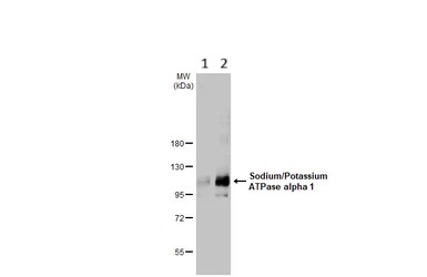 Western blot - Anti-Sodium Potassium ATPase alpha 1 antibody [HL114] - Plasma Membrane Loading Control (AB308329), expandable thumbnail