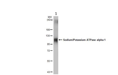 Western blot - Anti-Sodium Potassium ATPase alpha 1 antibody [HL114] - Plasma Membrane Loading Control (ab308329), expandable thumbnail