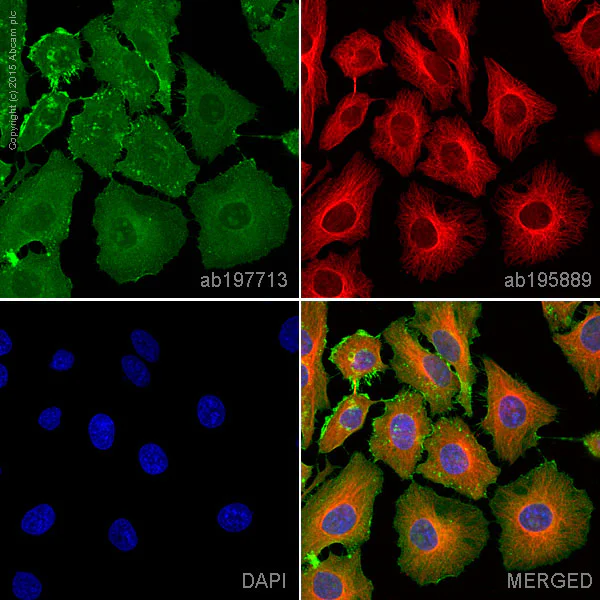 Immunocytochemistry/ Immunofluorescence - Anti-Sodium Potassium ATPase antibody [EP1845Y] - BSA and Azide free (AB167390)