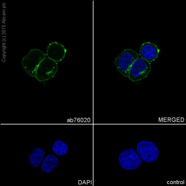Immunocytochemistry/ Immunofluorescence - Anti-Sodium Potassium ATPase antibody [EP1845Y] - BSA and Azide free (AB167390)