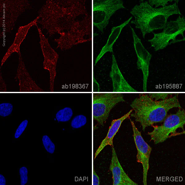 Immunocytochemistry/ Immunofluorescence - Anti-Sodium Potassium ATPase antibody [EP1845Y] - BSA and Azide free (AB167390)