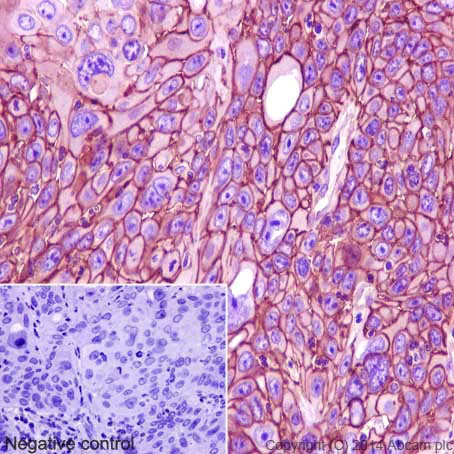 Immunohistochemistry (Formalin/PFA-fixed paraffin-embedded sections) - Anti-Sodium Potassium ATPase antibody [EP1845Y] - BSA and Azide free (AB167390)