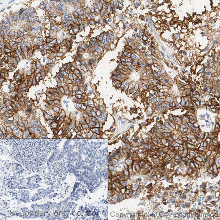 Immunohistochemistry (Formalin/PFA-fixed paraffin-embedded sections) - Anti-Sodium Potassium ATPase antibody [EP1845Y] - BSA and Azide free (AB167390)