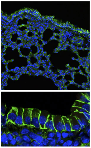 Anti-Sodium Potassium ATPase antibody [EP1845Y] - Carrier