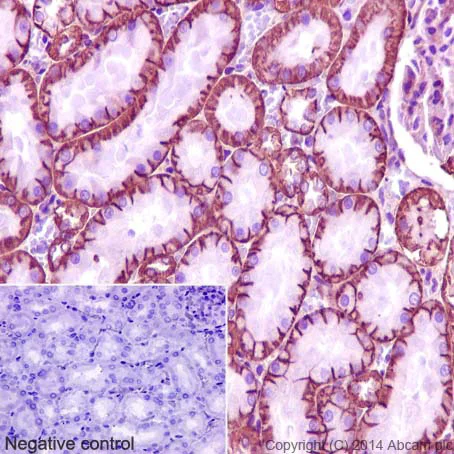 Immunohistochemistry (Formalin/PFA-fixed paraffin-embedded sections) - Anti-Sodium Potassium ATPase antibody [EP1845Y] - BSA and Azide free (AB167390)