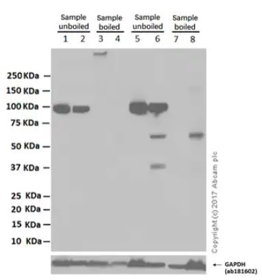 Anti-Sodium Potassium ATPase antibody [EP1845Y] - Carrier