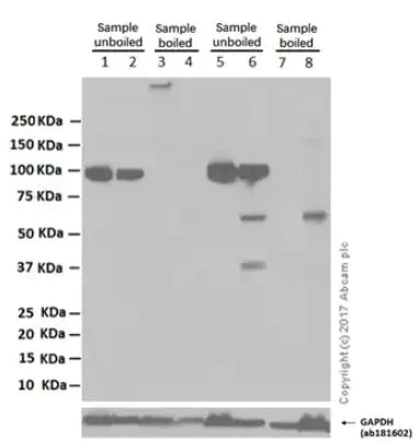 Western blot - Anti-Sodium Potassium ATPase antibody [EP1845Y] - BSA and Azide free (AB167390)