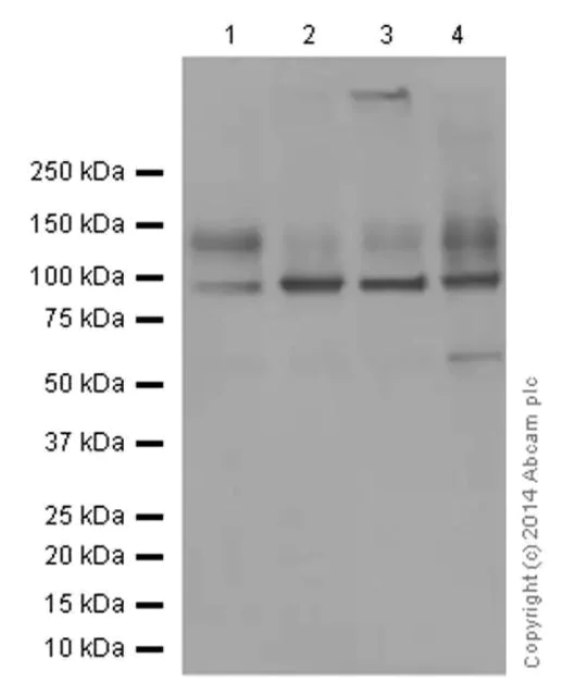 Western blot - Anti-Sodium Potassium ATPase antibody [EP1845Y] - BSA and Azide free (AB167390)