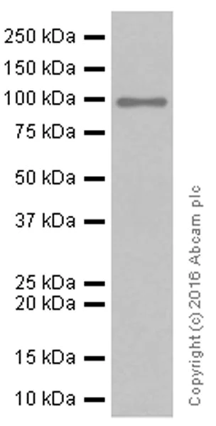 Western blot - Anti-Sodium Potassium ATPase antibody [EP1845Y] - BSA and Azide free (AB167390)
