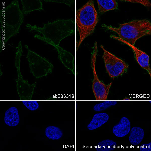 Immunocytochemistry/ Immunofluorescence - Anti-Sodium Potassium ATPase antibody [EP1845Y] - Mouse IgG1 (Chimeric) - BSA and Azide free (AB283340)