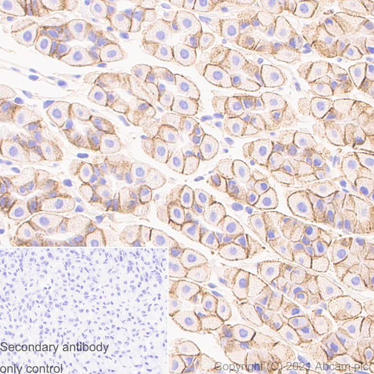 Immunohistochemistry (Formalin/PFA-fixed paraffin-embedded sections) - Anti-Sodium Potassium ATPase antibody [EP1845Y] - Mouse IgG1 (Chimeric) - BSA and Azide free (AB283340)