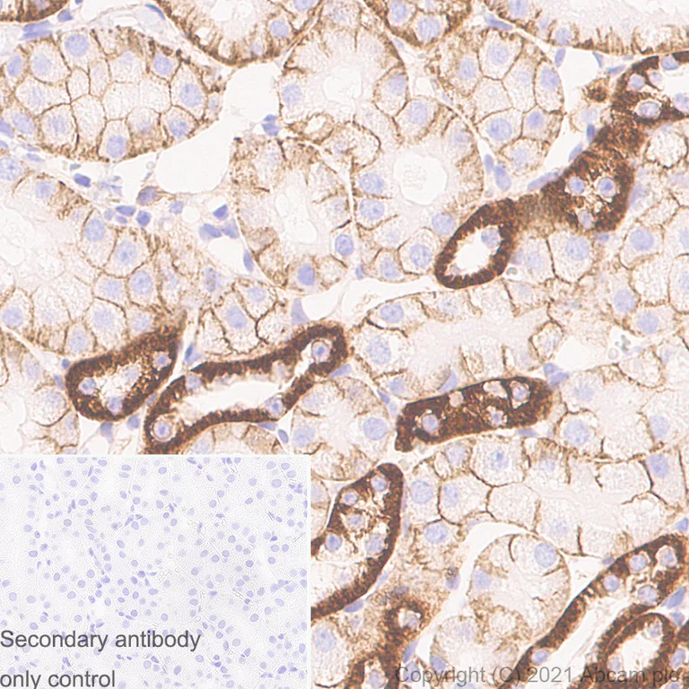 Immunohistochemistry (Formalin/PFA-fixed paraffin-embedded sections) - Anti-Sodium Potassium ATPase antibody [EP1845Y] - Mouse IgG1 (Chimeric) - BSA and Azide free (AB283340)