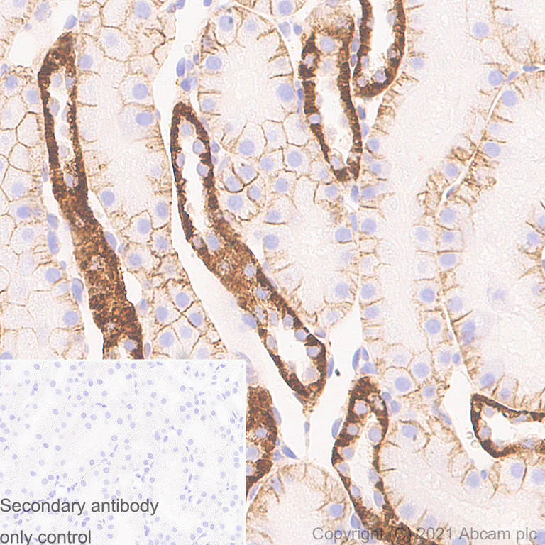 Immunohistochemistry (Formalin/PFA-fixed paraffin-embedded sections) - Anti-Sodium Potassium ATPase antibody [EP1845Y] - Mouse IgG1 (Chimeric) - BSA and Azide free (AB283340)