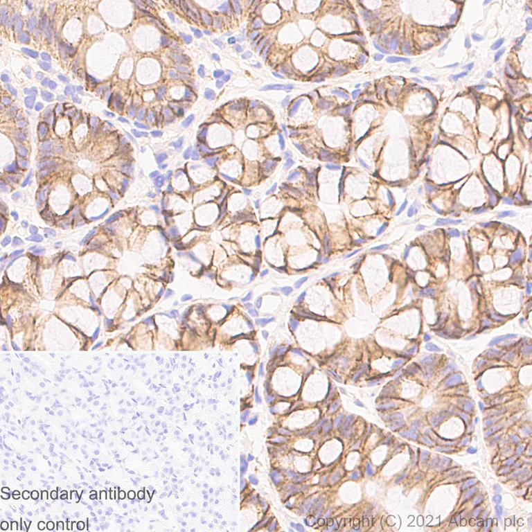Immunohistochemistry (Formalin/PFA-fixed paraffin-embedded sections) - Anti-Sodium Potassium ATPase antibody [EP1845Y] - Mouse IgG1 (Chimeric) - BSA and Azide free (AB283340)