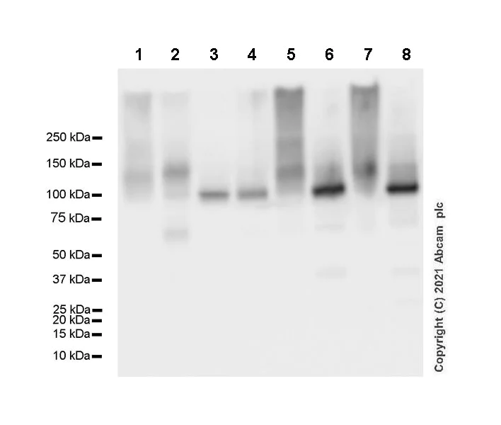 Western blot - Anti-Sodium Potassium ATPase antibody [EP1845Y] - Mouse IgG1 (Chimeric) - BSA and Azide free (AB283340)