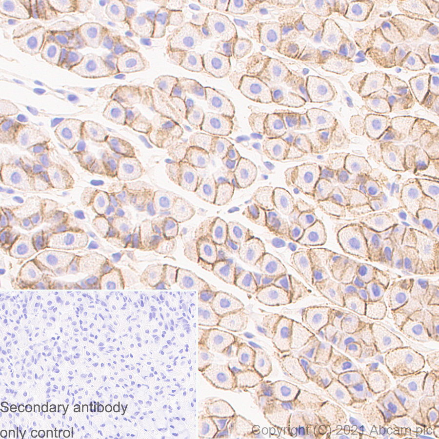 Immunohistochemistry (Formalin/PFA-fixed paraffin-embedded sections) - Anti-Sodium Potassium ATPase antibody [EP1845Y] - Mouse IgG1 (Chimeric) - Plasma Membrane Loading Control (AB283318), expandable thumbnail