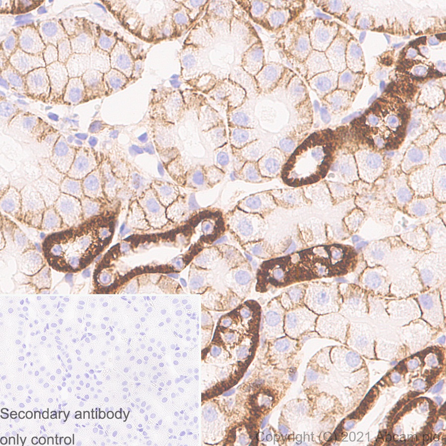 Immunohistochemistry (Formalin/PFA-fixed paraffin-embedded sections) - Anti-Sodium Potassium ATPase antibody [EP1845Y] - Mouse IgG1 (Chimeric) (AB283318), expandable thumbnail