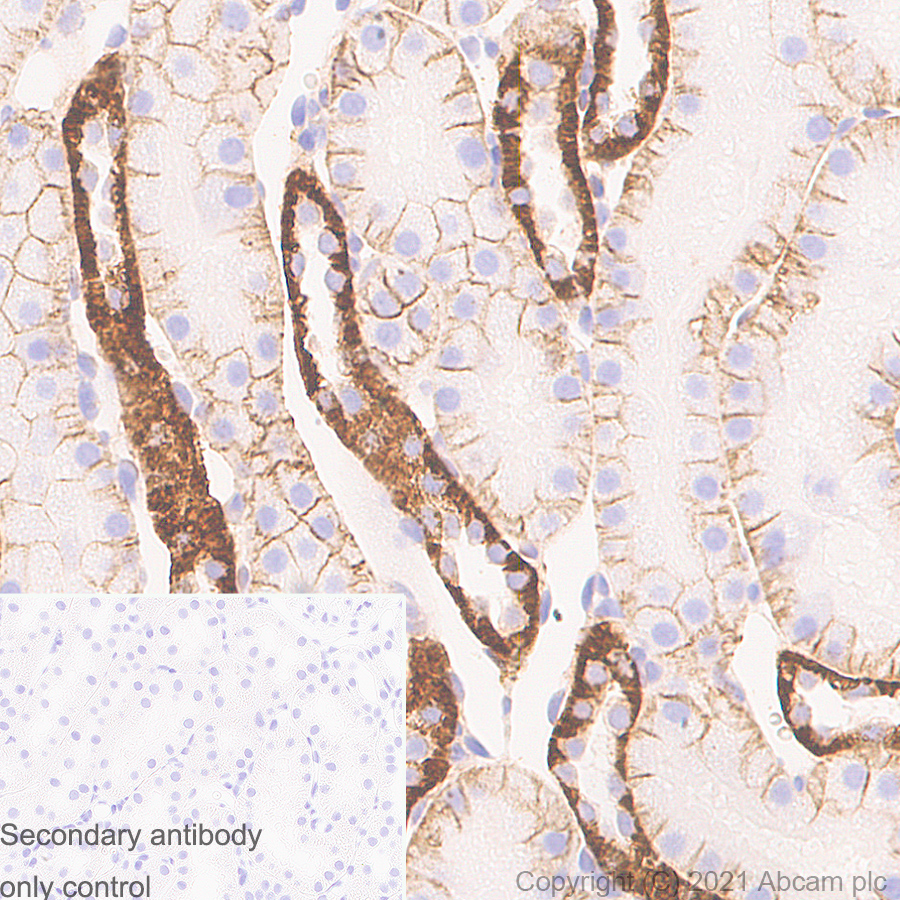 Immunohistochemistry (Formalin/PFA-fixed paraffin-embedded sections) - Anti-Sodium Potassium ATPase antibody [EP1845Y] - Mouse IgG1 (Chimeric) (ab283318), expandable thumbnail