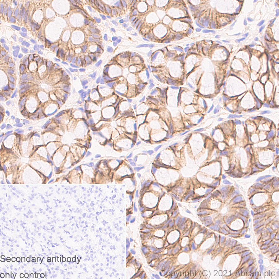 Immunohistochemistry (Formalin/PFA-fixed paraffin-embedded sections) - Anti-Sodium Potassium ATPase antibody [EP1845Y] - Mouse IgG1 (Chimeric) (ab283318), expandable thumbnail
