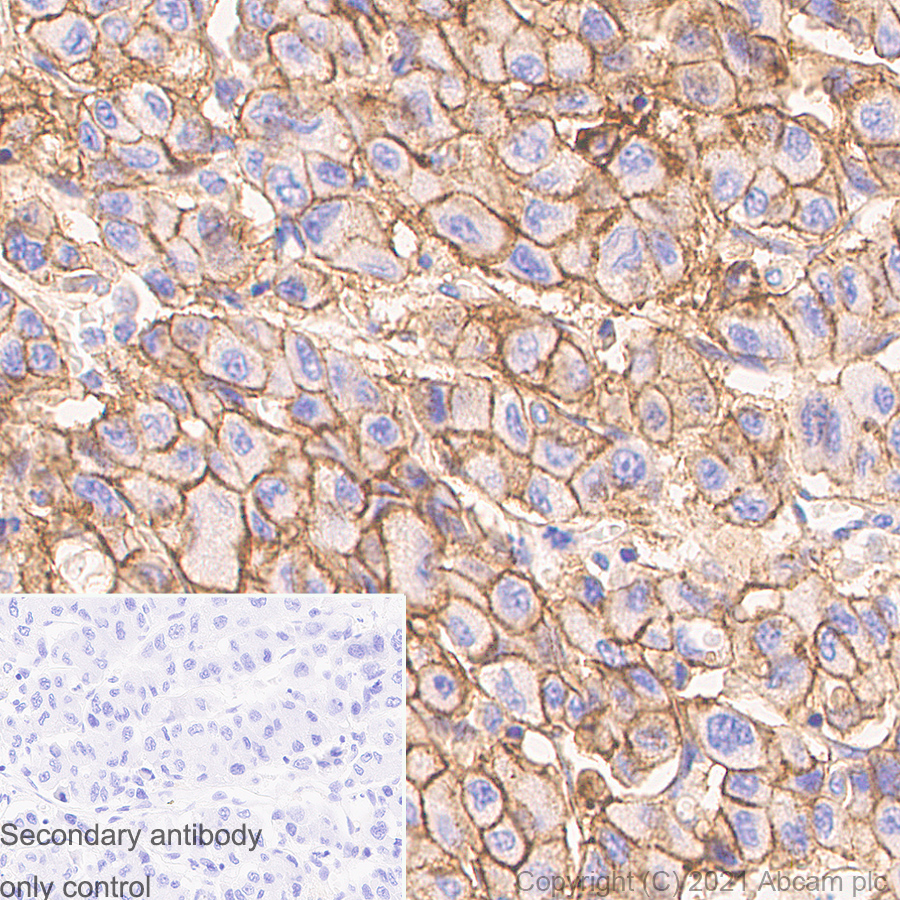Immunohistochemistry (Formalin/PFA-fixed paraffin-embedded sections) - Anti-Sodium Potassium ATPase antibody [EP1845Y] - Mouse IgG1 (Chimeric) (AB283318), expandable thumbnail