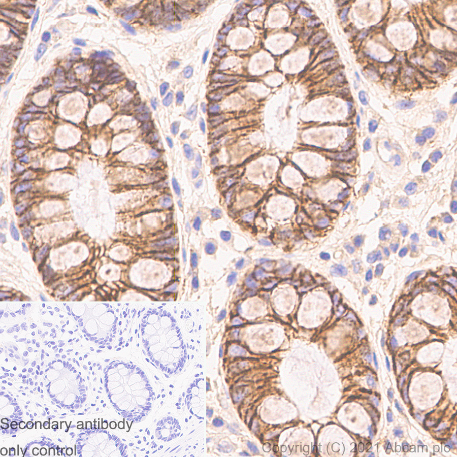 Immunohistochemistry (Formalin/PFA-fixed paraffin-embedded sections) - Anti-Sodium Potassium ATPase antibody [EP1845Y] - Mouse IgG1 (Chimeric) (AB283318), expandable thumbnail