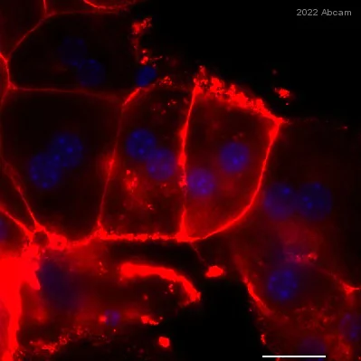 Immunocytochemistry/ Immunofluorescence - Anti-Sodium Potassium ATPase antibody [EP1845Y] - Plasma Membrane Loading Control (AB76020)