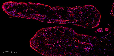 Immunohistochemistry (Formalin/PFA-fixed paraffin-embedded sections) - Anti-Sodium Potassium ATPase antibody [EP1845Y] - Plasma Membrane Loading Control (AB76020)
