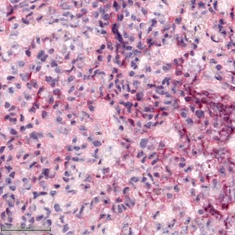Immunohistochemistry (Formalin/PFA-fixed paraffin-embedded sections) - Anti-Sodium Potassium ATPase antibody [EP1845Y] - Plasma Membrane Loading Control (AB76020)