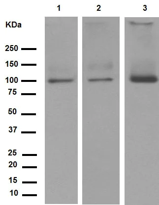 Western blot - Anti-Sodium Potassium ATPase antibody [EP1845Y] - Plasma Membrane Loading Control (AB76020)