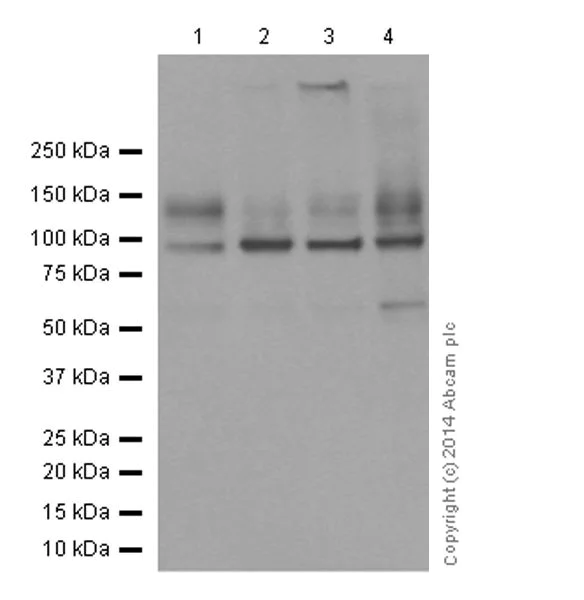 Western blot - Anti-Sodium Potassium ATPase antibody [EP1845Y] - Plasma Membrane Loading Control (AB76020)
