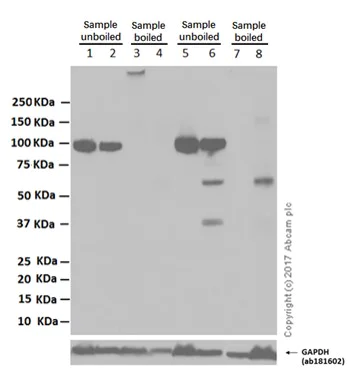 Western blot - Anti-Sodium Potassium ATPase antibody [EP1845Y] - Plasma Membrane Loading Control (AB76020)