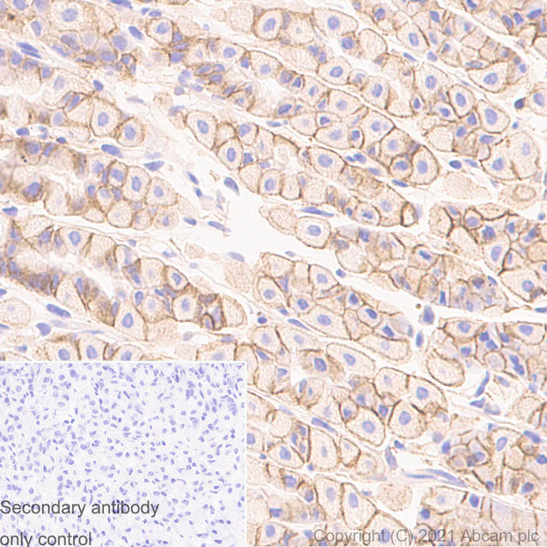 Immunohistochemistry (Formalin/PFA-fixed paraffin-embedded sections) - Anti-Sodium Potassium ATPase antibody [EP1845Y] - Rat IgG2a (Chimeric) (AB283345)
