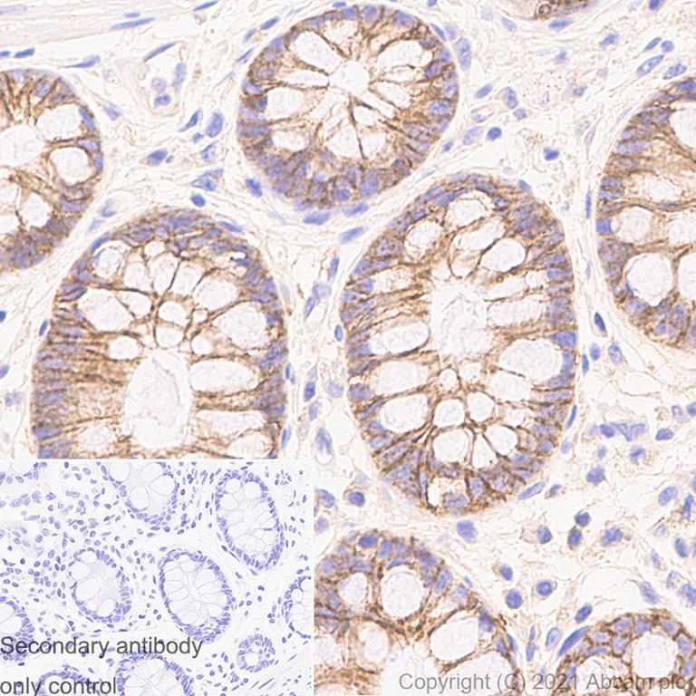 Immunohistochemistry (Formalin/PFA-fixed paraffin-embedded sections) - Anti-Sodium Potassium ATPase antibody [EP1845Y] - Rat IgG2a (Chimeric) - BSA and Azide free (AB283341)
