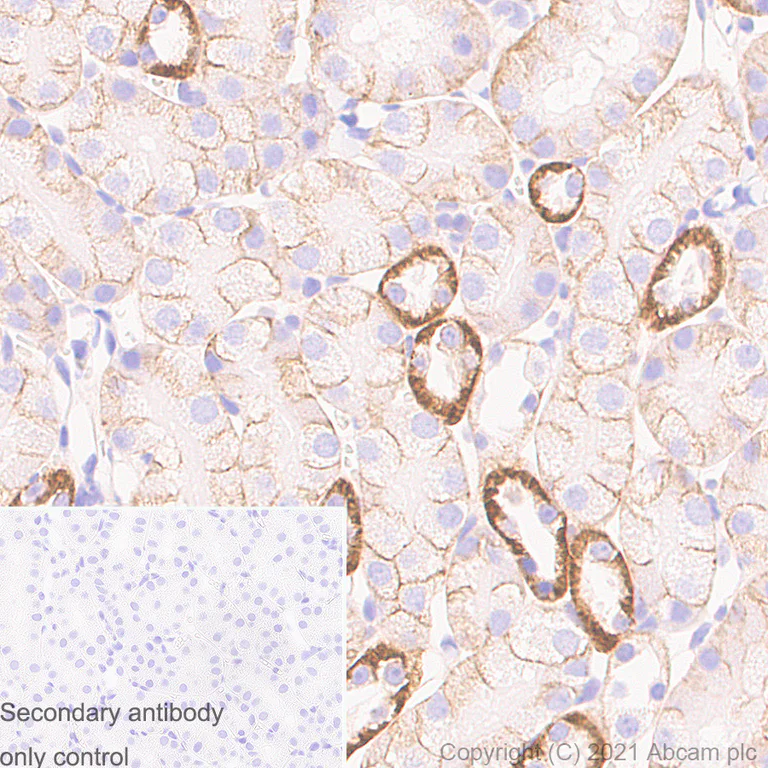 Immunohistochemistry (Formalin/PFA-fixed paraffin-embedded sections) - Anti-Sodium Potassium ATPase antibody [EP1845Y] - Rat IgG2a (Chimeric) - BSA and Azide free (AB283341)