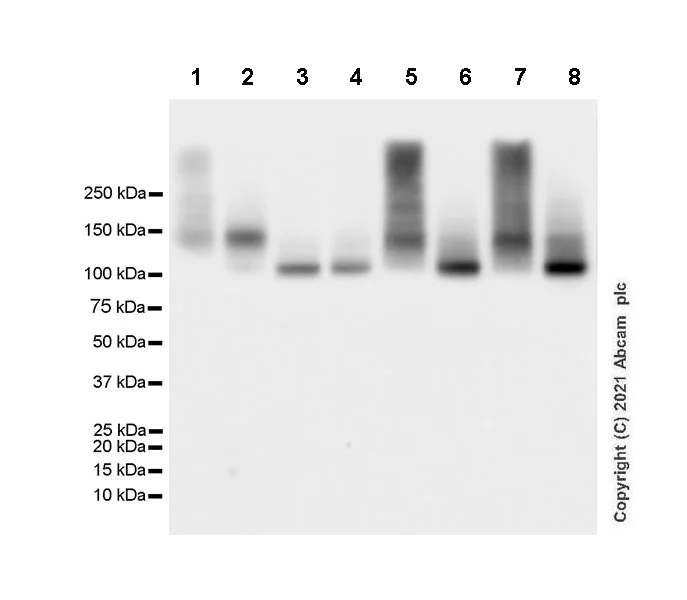 Western blot - Anti-Sodium Potassium ATPase antibody [EP1845Y] - Rat IgG2a (Chimeric) - BSA and Azide free (AB283341)