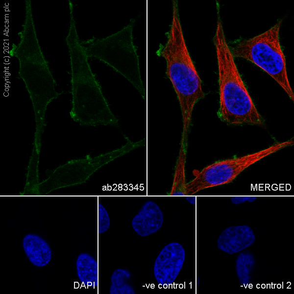 Immunocytochemistry/ Immunofluorescence - Anti-Sodium Potassium ATPase antibody [EP1845Y] - Rat IgG2a (Chimeric) (ab283345), expandable thumbnail