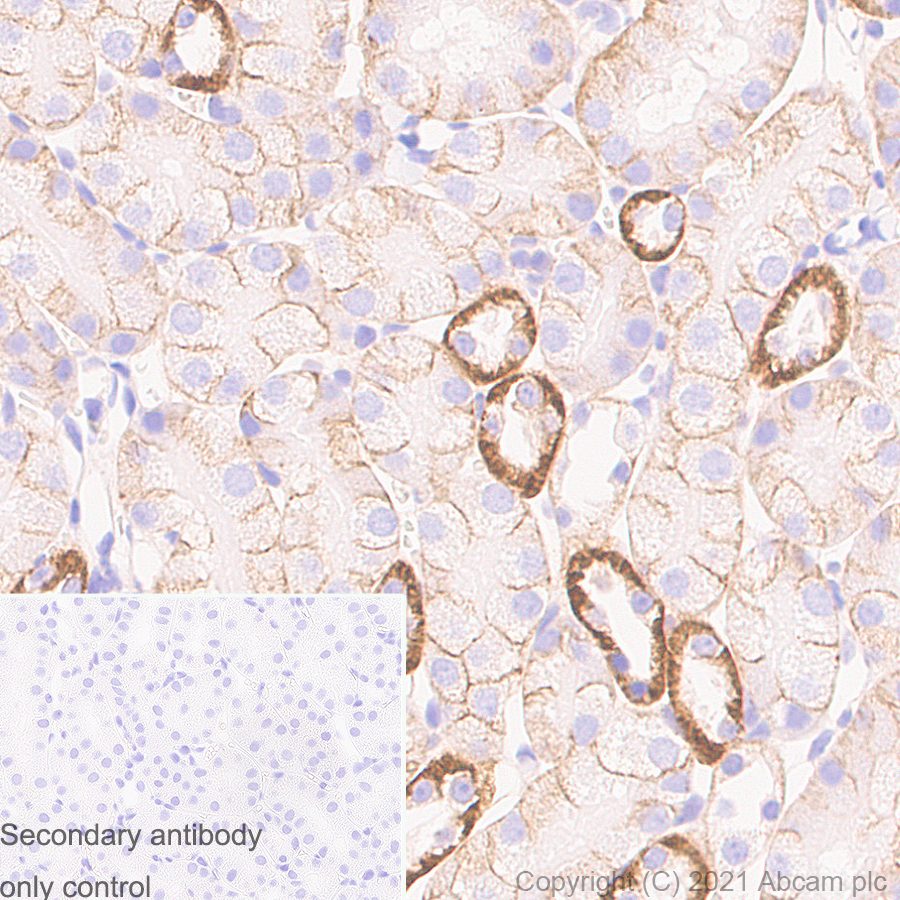 Immunohistochemistry (Formalin/PFA-fixed paraffin-embedded sections) - Anti-Sodium Potassium ATPase antibody [EP1845Y] - Rat IgG2a (Chimeric) (AB283345), expandable thumbnail