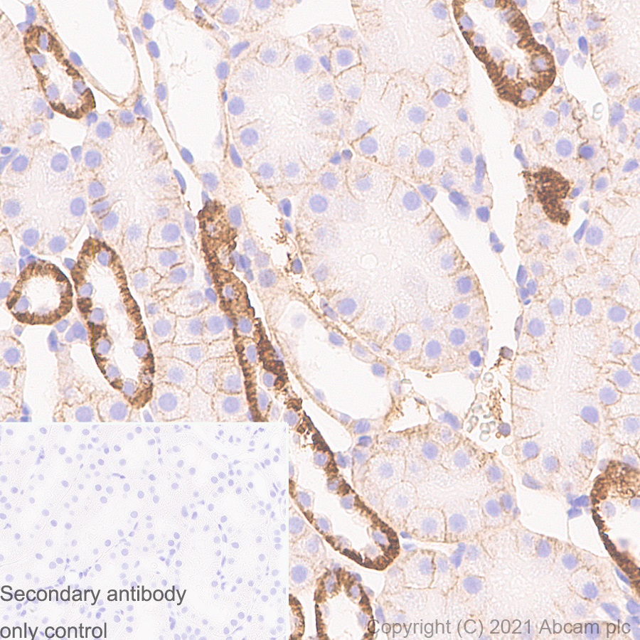 Immunohistochemistry (Formalin/PFA-fixed paraffin-embedded sections) - Anti-Sodium Potassium ATPase antibody [EP1845Y] - Rat IgG2a (Chimeric) (ab283345), expandable thumbnail