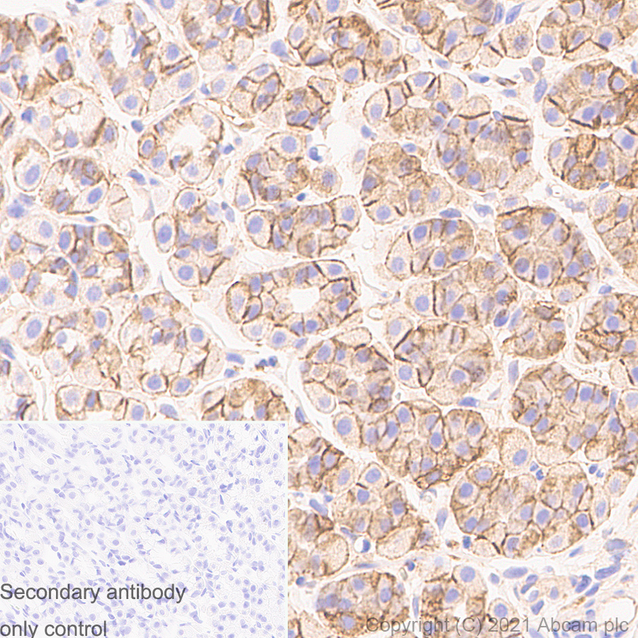 Immunohistochemistry (Formalin/PFA-fixed paraffin-embedded sections) - Anti-Sodium Potassium ATPase antibody [EP1845Y] - Rat IgG2a (Chimeric) (ab283345), expandable thumbnail