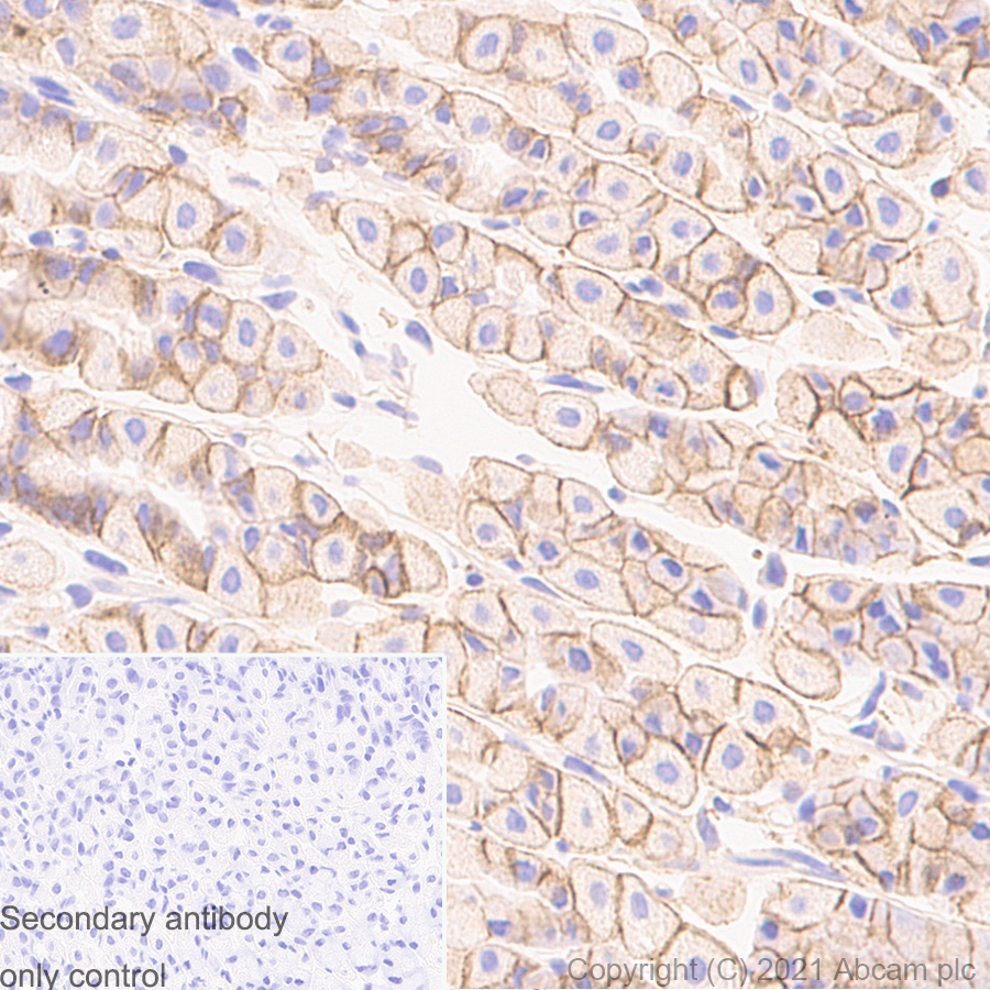 Immunohistochemistry (Formalin/PFA-fixed paraffin-embedded sections) - Anti-Sodium Potassium ATPase antibody [EP1845Y] - Rat IgG2a (Chimeric) (AB283345), expandable thumbnail