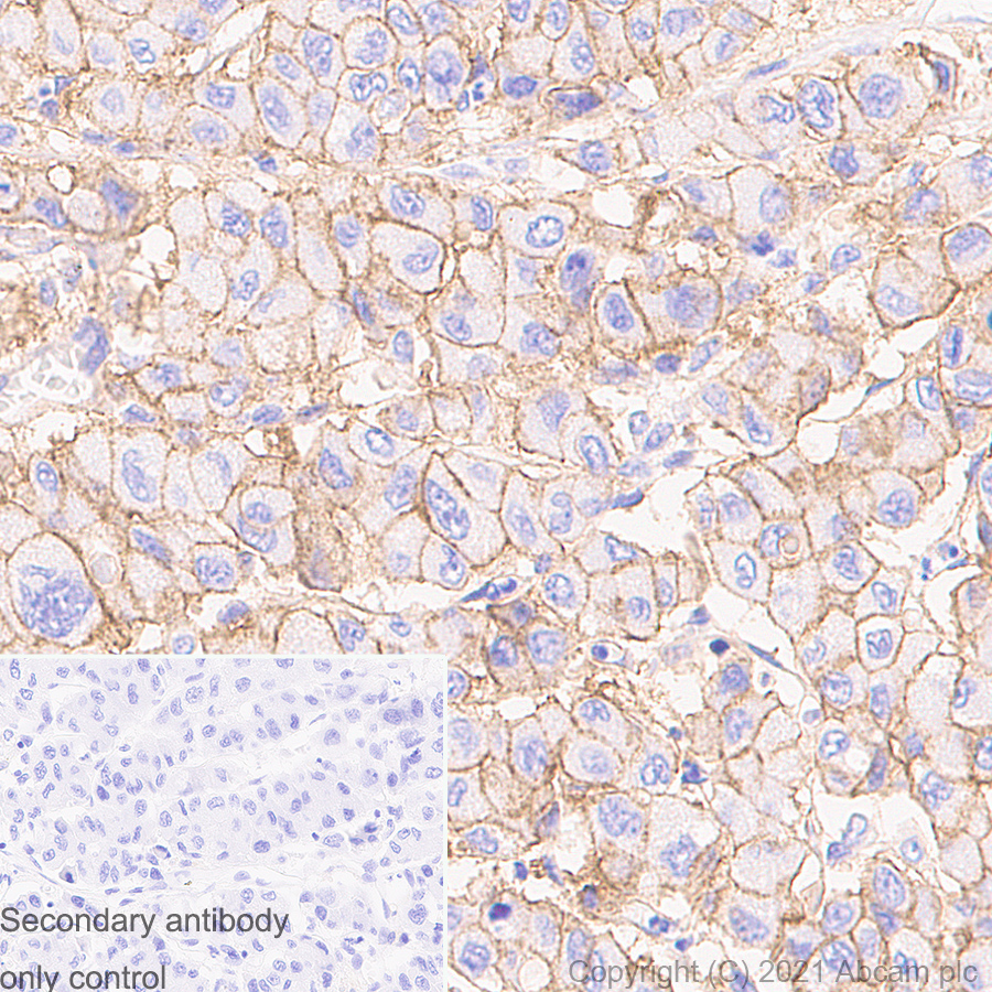 Immunohistochemistry (Formalin/PFA-fixed paraffin-embedded sections) - Anti-Sodium Potassium ATPase antibody [EP1845Y] - Rat IgG2a (Chimeric) (AB283345), expandable thumbnail