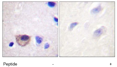 Immunohistochemistry (Formalin/PFA-fixed paraffin-embedded sections) - Anti-Sodium Potassium ATPase antibody - Plasma Membrane Loading Control (AB58475)