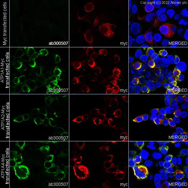 Immunocytochemistry/ Immunofluorescence - Anti-Sodium/potassium-transporting ATPase (pan alpha subunit) antibody [EPR25414-249]-BSA&Azide free (AB300508)