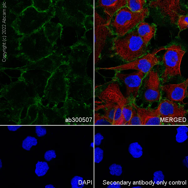 Immunocytochemistry/ Immunofluorescence - Anti-Sodium/potassium-transporting ATPase (pan alpha subunit) antibody [EPR25414-249]-BSA&Azide free (AB300508)