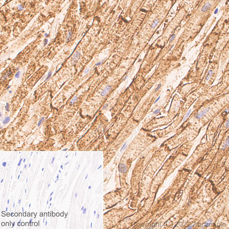 Immunohistochemistry (Formalin/PFA-fixed paraffin-embedded sections) - Anti-Sodium/potassium-transporting ATPase (pan alpha subunit) antibody [EPR25414-249] (BSA and Azide free) (AB300508)