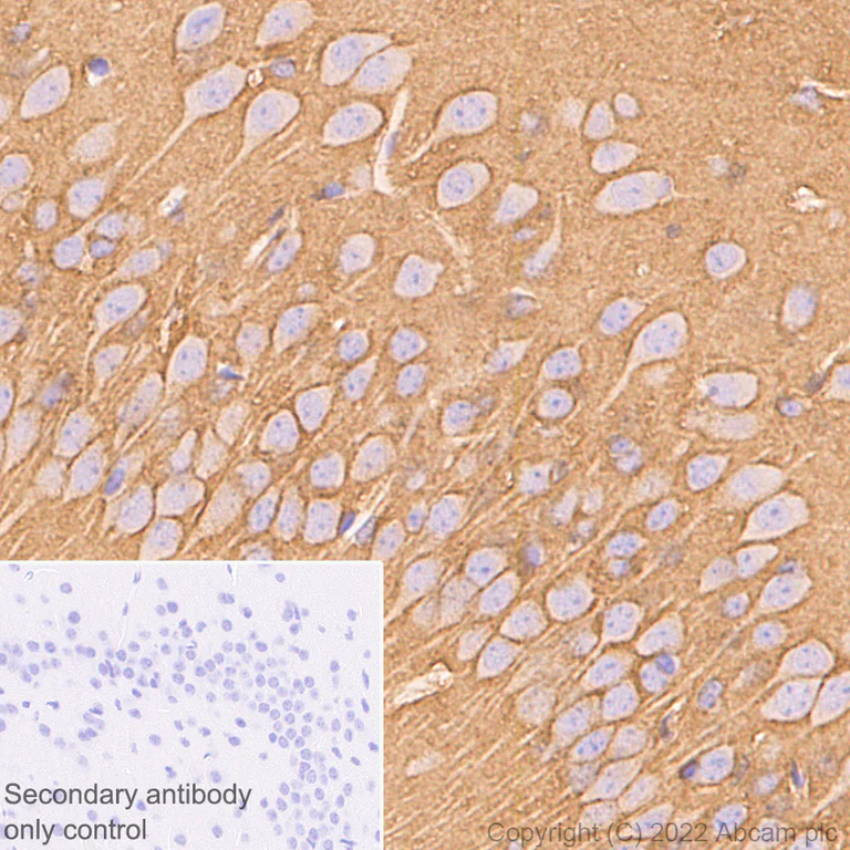 Immunohistochemistry (Formalin/PFA-fixed paraffin-embedded sections) - Anti-Sodium/potassium-transporting ATPase (pan alpha subunit) antibody [EPR25414-249] (BSA and Azide free) (AB300508)