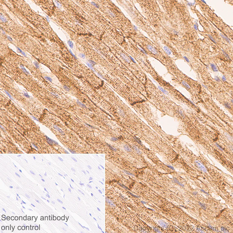 Immunohistochemistry (Formalin/PFA-fixed paraffin-embedded sections) - Anti-Sodium/potassium-transporting ATPase (pan alpha subunit) antibody [EPR25414-249] (BSA and Azide free) (AB300508)