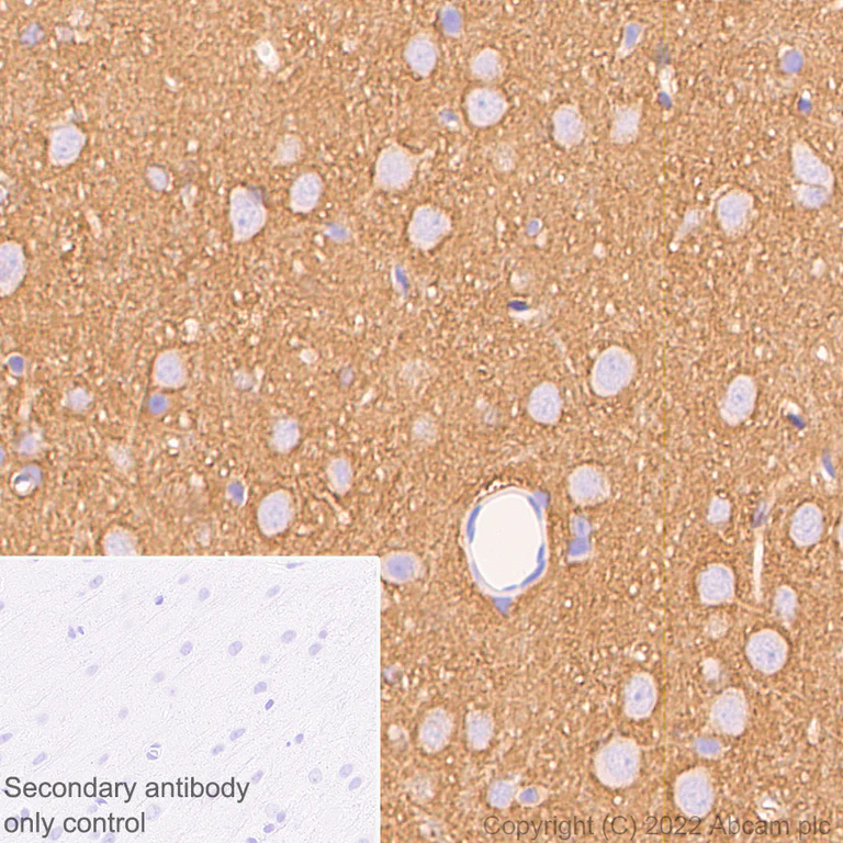 Immunohistochemistry (Formalin/PFA-fixed paraffin-embedded sections) - Anti-Sodium/potassium-transporting ATPase (pan alpha subunit) antibody [EPR25414-249] (BSA and Azide free) (AB300508)